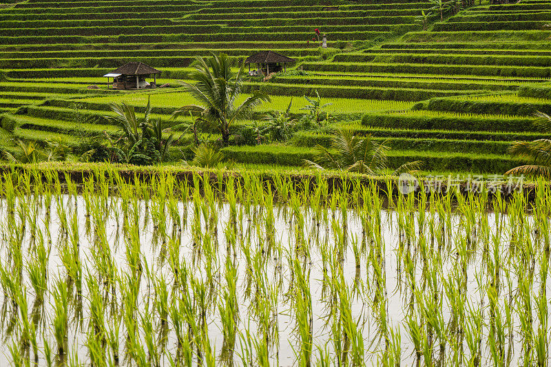 巴厘岛的Jatiluwih Rice土地